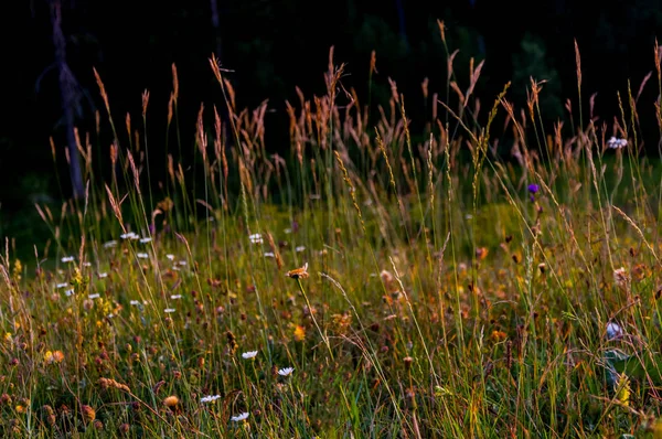 El prado de hierbas —  Fotos de Stock