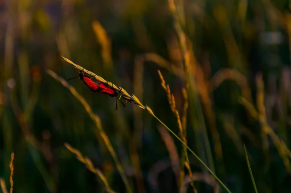 Käfer befällt die Pflanze — Stockfoto