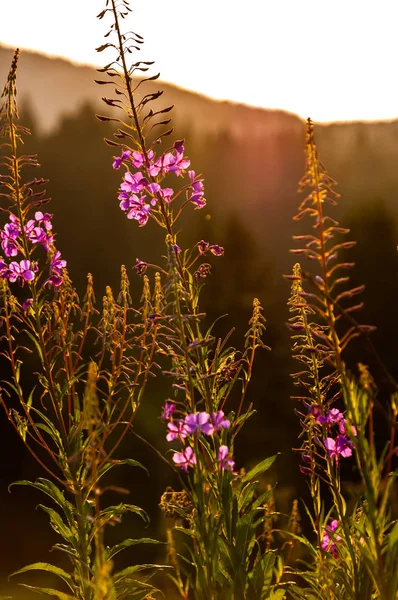 Belo pôr do sol na montanha Igman — Fotografia de Stock