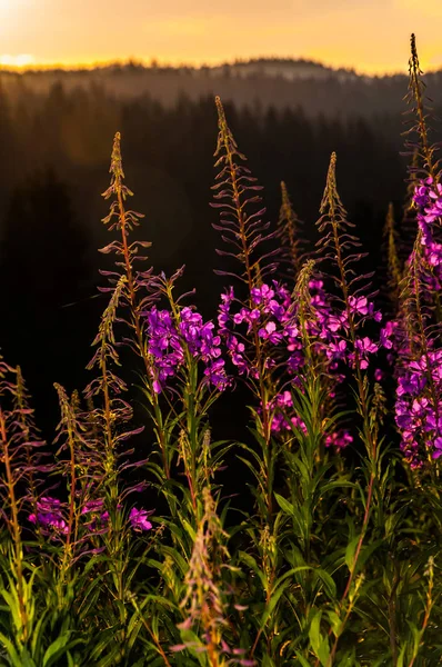 Schöner Sonnenuntergang auf dem Berg igman — Stockfoto