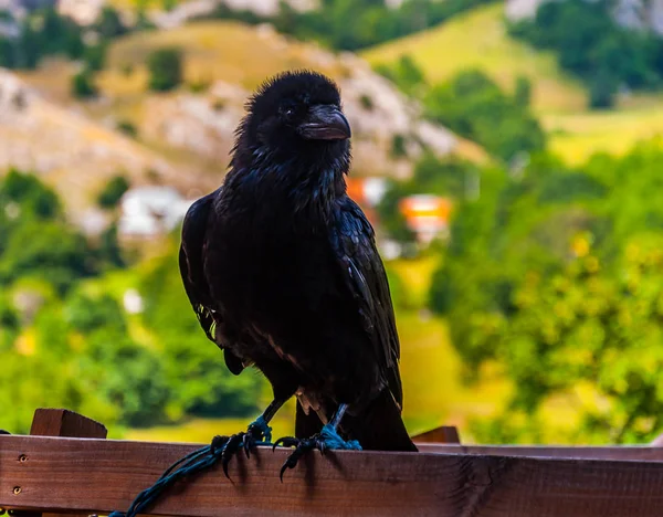 Le corbeau sur le banc — Photo