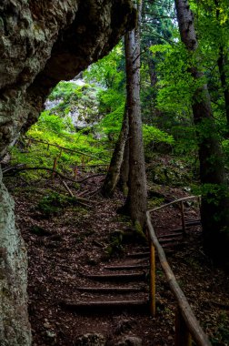 Ormanın içinden geçen yol