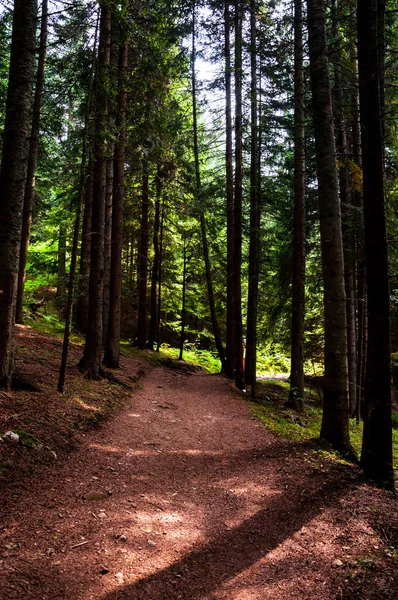 Sentier à travers la forêt — Photo