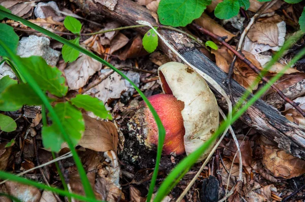 The young bolete on the ground — Stock Photo, Image