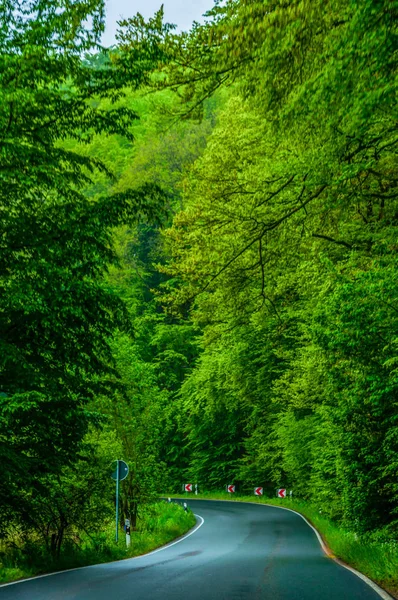 Orman yoluyla asdfhlsq — Stok fotoğraf