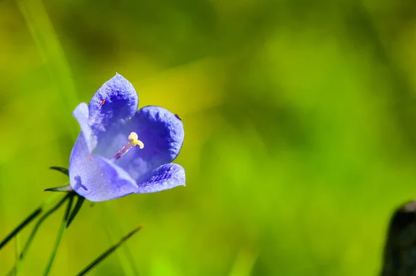 Violette Blume auf der Wiese — Stockfoto