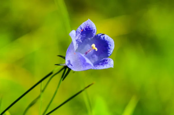 Çayır üzerinde mor çiçek — Stok fotoğraf