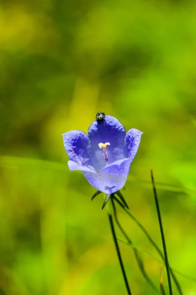 Biedronka na kwiatku — Zdjęcie stockowe