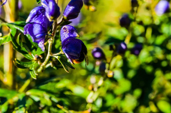 Hummel auf der lila Blume — Stockfoto