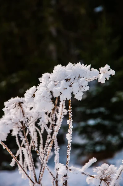 在山上的草地上 被雪覆盖的干草 — 图库照片