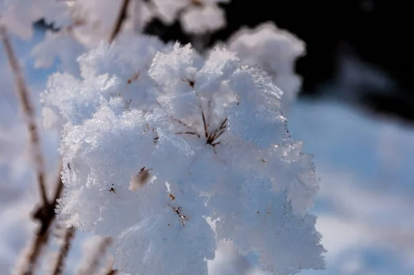 Hierba Seca Cubierta Nieve Prado Montaña —  Fotos de Stock