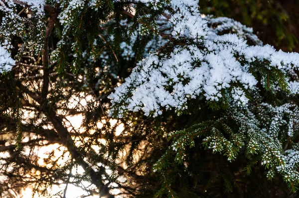 Rami Verdi Pino Ricoperti Neve Nella Foresta Della Bosnia — Foto Stock