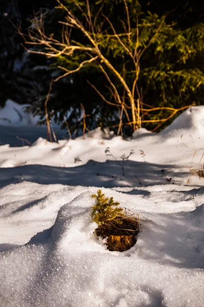 Oddziały Zielone Sosny Pokryte Śniegiem Lesie Pięknym Tle — Zdjęcie stockowe