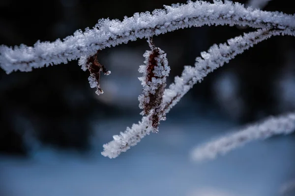 Torra Grenar Full Snö Skogen Dagen — Stockfoto