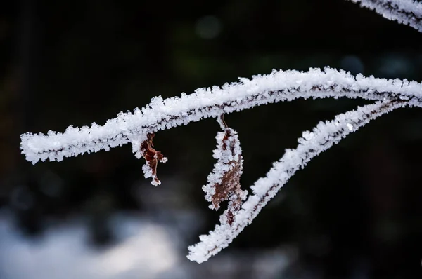 Rami Secchi Pieni Neve Nella Foresta Durante Giorno — Foto Stock