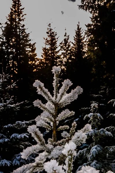 Bellissimo Piccolo Pino Ricoperto Neve Nella Foresta Durante Tramonto — Foto Stock