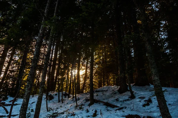 Hermosos Rayos Sol Través Del Bosque Cubierto Nieve — Foto de Stock