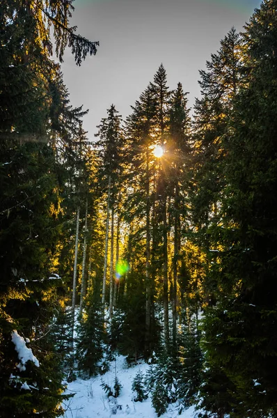 Los Rayos Del Sol Atraviesan Bosque Pinos Cubierto Nieve — Foto de Stock