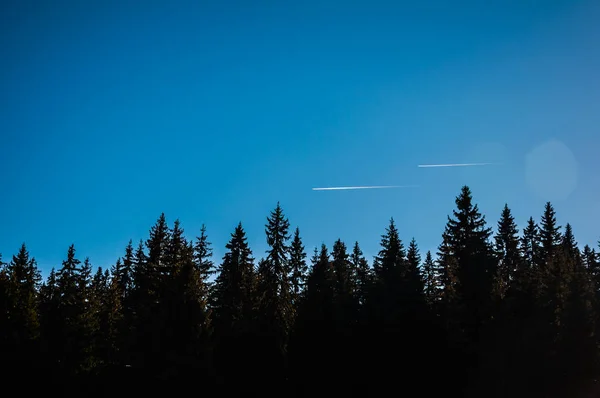 飞机在松树林上方的两条小道 — 图库照片
