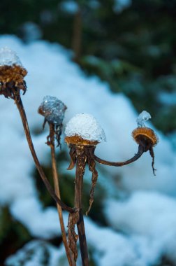 Kar dağ çayır üzerinde kapalı kuru ot