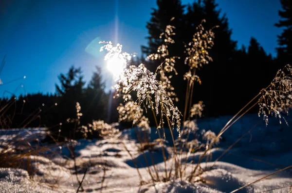 Das Trockene Schneebedeckte Gras Auf Der Wiese Berg — Stockfoto