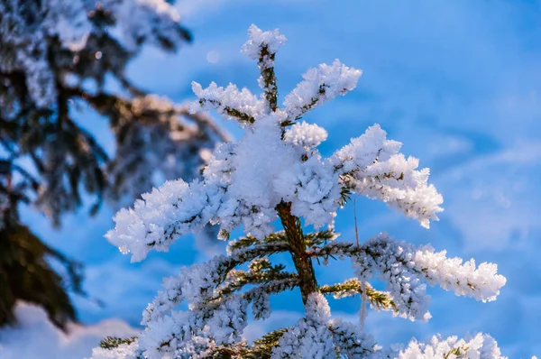 Ramas Pino Verde Cubiertas Nieve Bosque Con Hermoso Fondo — Foto de Stock
