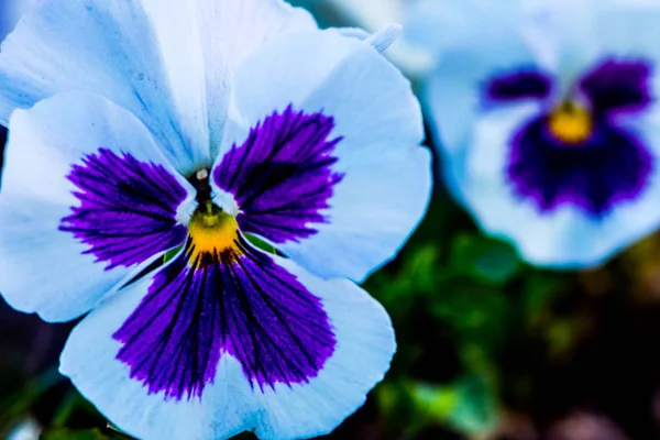 Fleur d'alto blanche et violette — Photo
