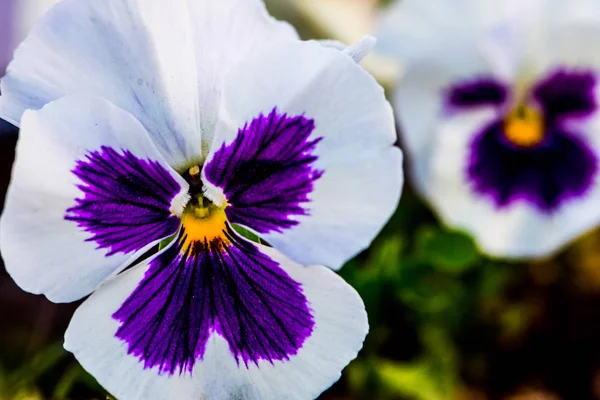 Vit och lila viola blomma — Stockfoto