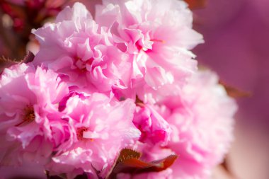 Güzel pembe ağaç bahar çiçek