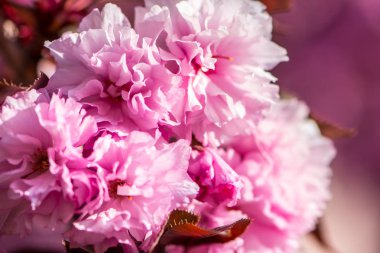 Güzel pembe ağaç bahar çiçek