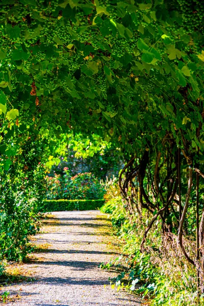ドイツではまだ熟していないブドウの下を通るトレイル — ストック写真