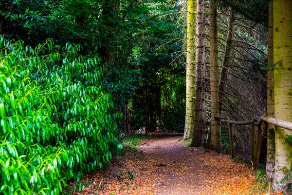 Trilha Através Floresta Durante Dia Ensolarado Cidade Frankfurt — Fotografia de Stock