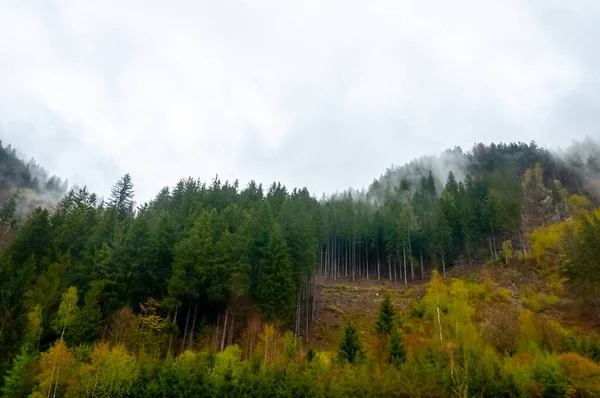Гострий Сосновий Ліс Країні Австрії — стокове фото