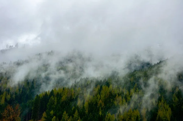 Floresta Pinheiros Nebulosos País Áustria — Fotografia de Stock