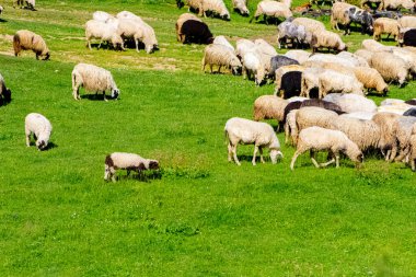 Dağda otlayan bir koyun sürüsü.
