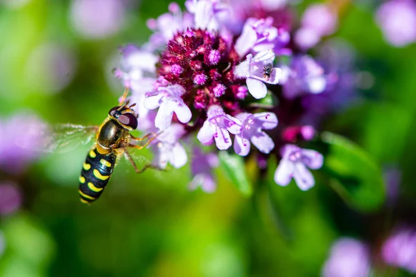 Schwebfliegeninsekt Ähnlich Wespe Und Biene Auf Der Sommerlichen Bohnenkrautblüte Einem lizenzfreie Stockfotos