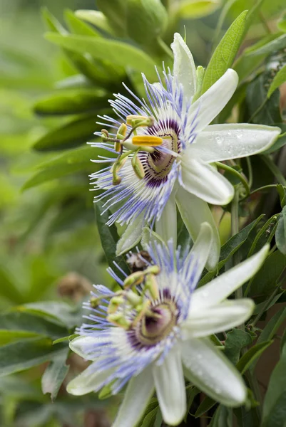 Passiflora mantarı çiçek