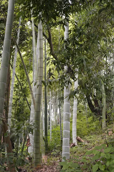 Bambu grove Georgia adlı