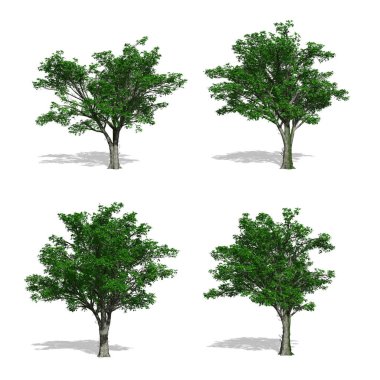 ağaçlar, izole beyaz arka plan