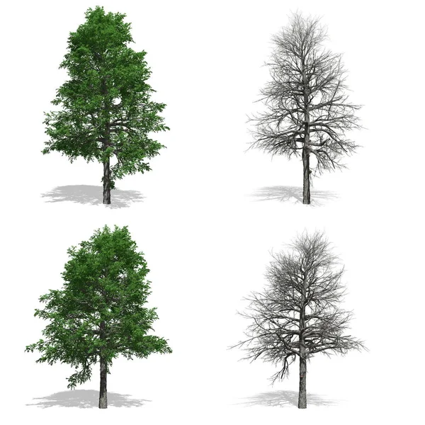 Bomen, geïsoleerde witte achtergrond — Stockfoto