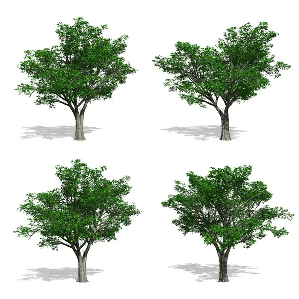 Árvores, fundo branco isolado — Fotografia de Stock