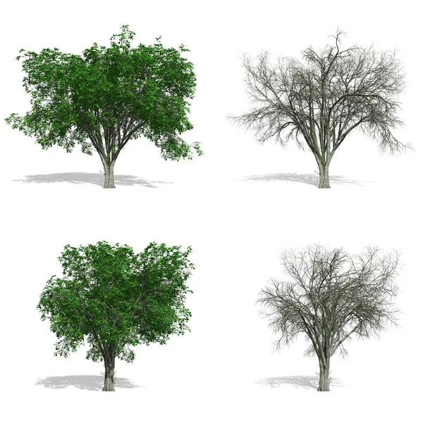 Bomen, geïsoleerde witte achtergrond — Stockfoto
