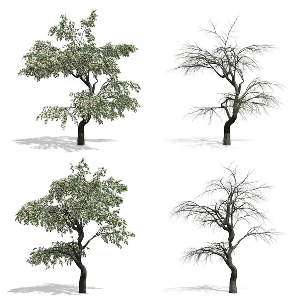 树木，孤立的白色背景 — 图库照片