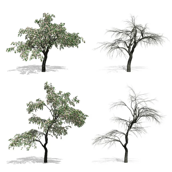 Δέντρα, απομονωμένες λευκό φόντο — Φωτογραφία Αρχείου