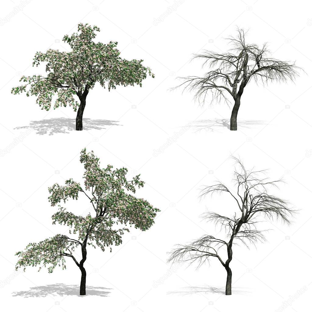 trees, isolated white background