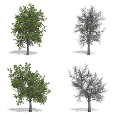 ağaç izole arka plan