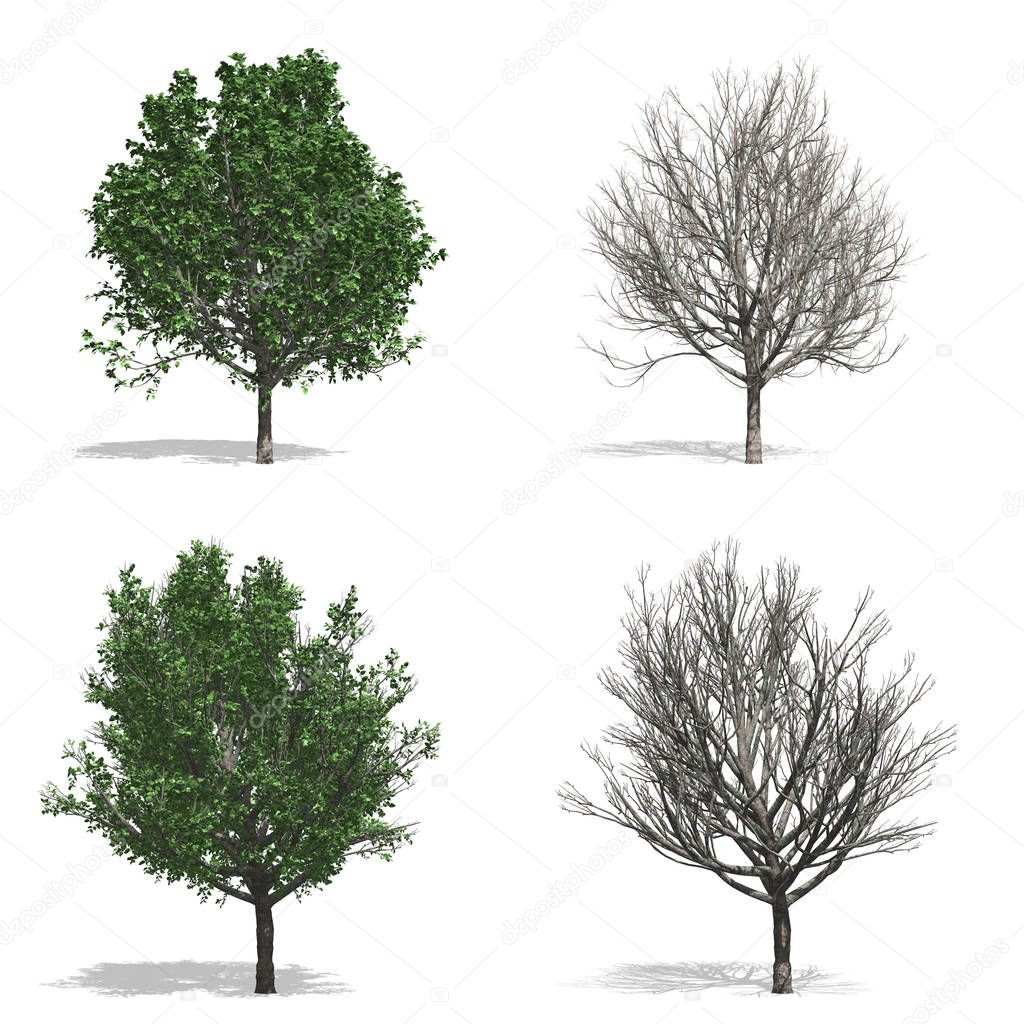 trees isolated background
