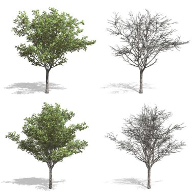 ağaçlar, izole arka plan