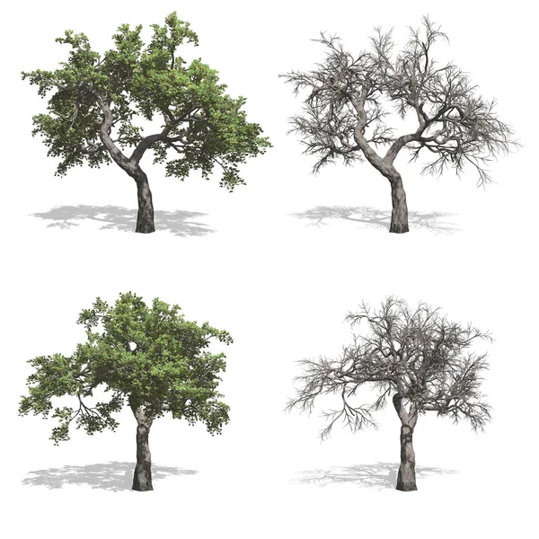Дерева, ізольованих фону — стокове фото