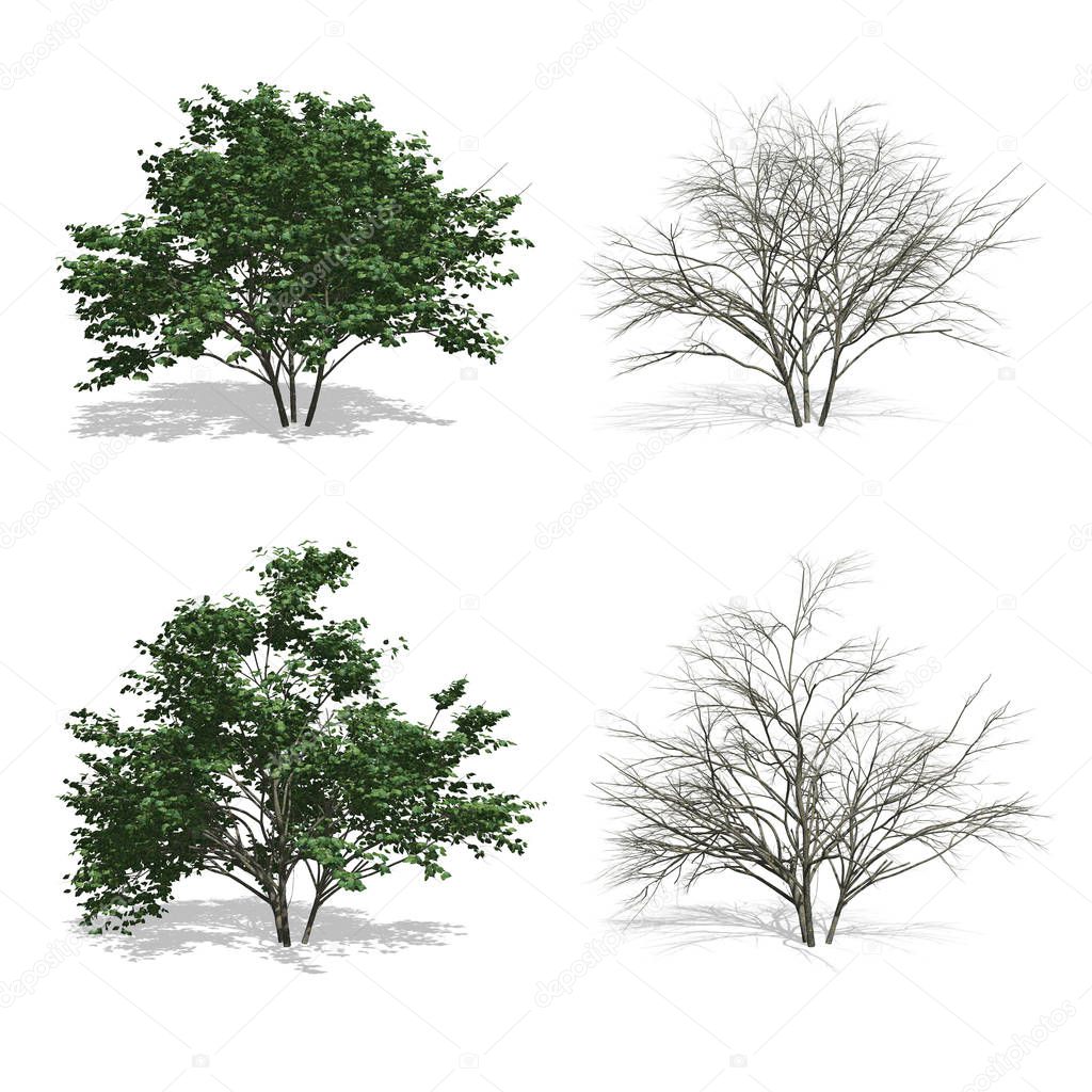 trees, isolated background